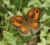 Pyronia tithonus